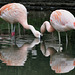 Flamingos