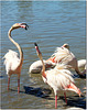 dispute de flamants roses