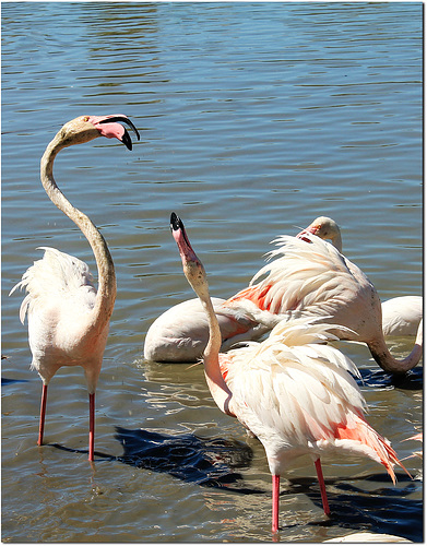 dispute de flamants roses