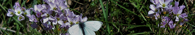 Bandeau groupe Brassicacées- Cardamines des prés et Pieris