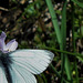 Bandeau groupe Brassicacées- Cardamines des prés et Pieris