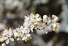 bonne semaine - happy week