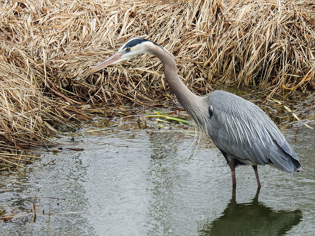 Great Blue Heron