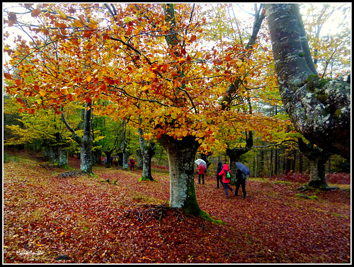 Un paseo por el hayedo