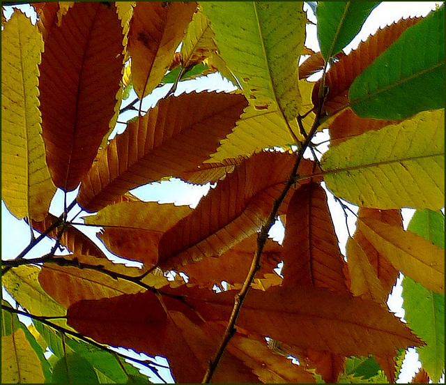 L'automne des chataigniers