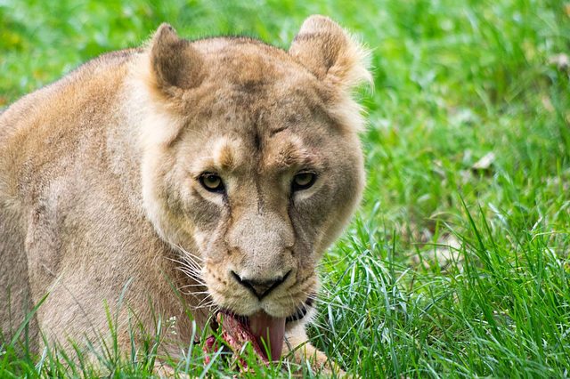 Lioness with her bone