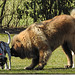 20220312 0363CPw [D~MI] Leonberger, Hundewiese, Hille