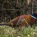 Pheasant