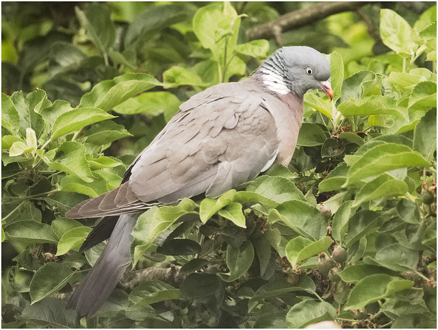 IMG 9497 Pigeon