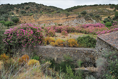 Nerium oleander, Moinho do Alferes, Ribeira do Vascão HWW