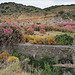 Nerium oleander, Moinho do Alferes, Ribeira do Vascão HWW