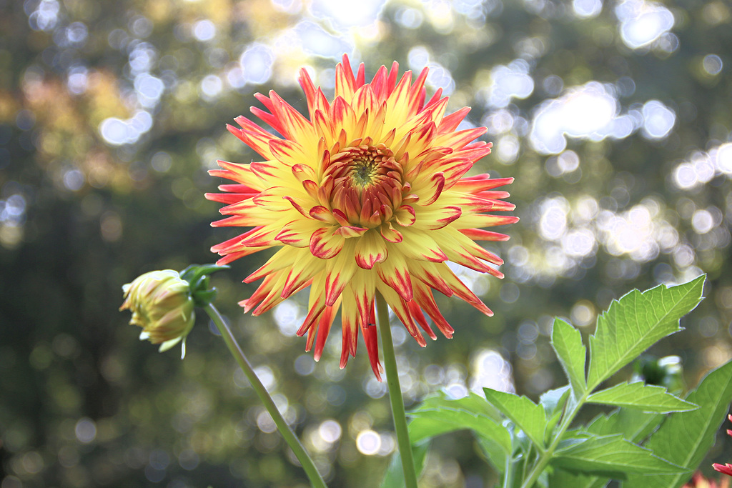 Herbstblumen blühen