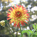Herbstblumen blühen