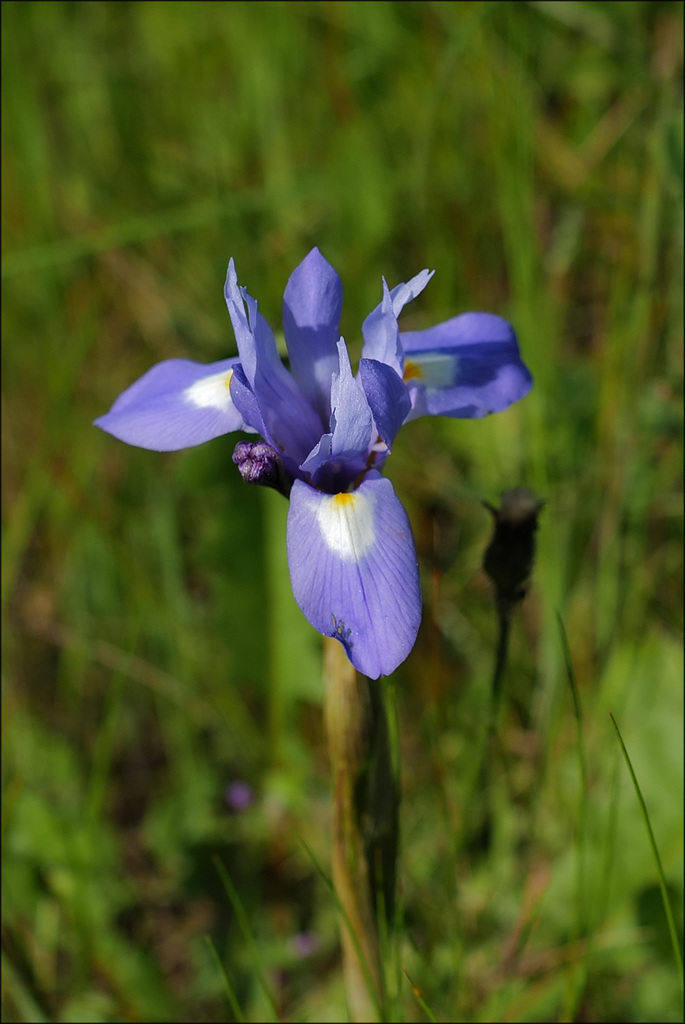 Gynandriris sisyrinchium, for Neira Dan