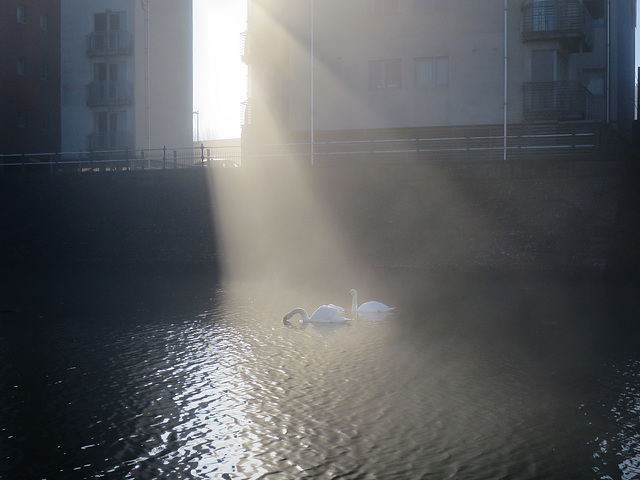 Illuminating Swans