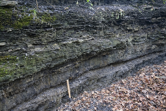 Chavery Coal and roof strata, Duckmanton Railway Cutting