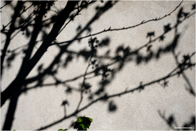 Green...& Shadows...