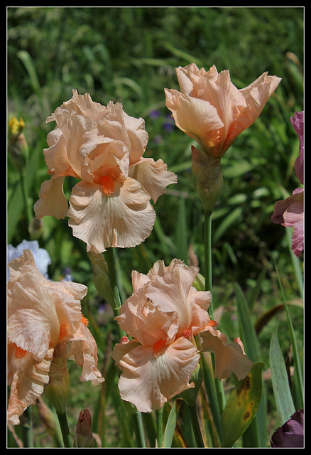 Libellule rose (3)