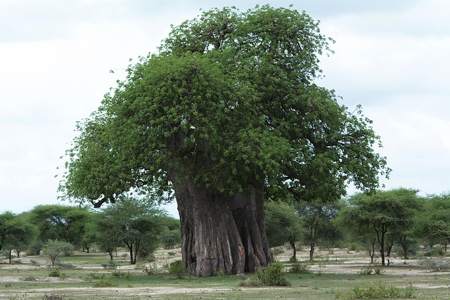Tarangire, The Baobab Tarangire, The Baobab