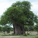 Tarangire, The Baobab
