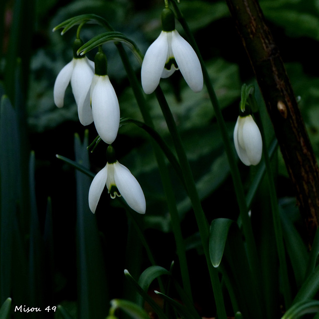 MON JARDIN