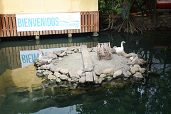 Guatemala, Small Island for Geese and Turtles