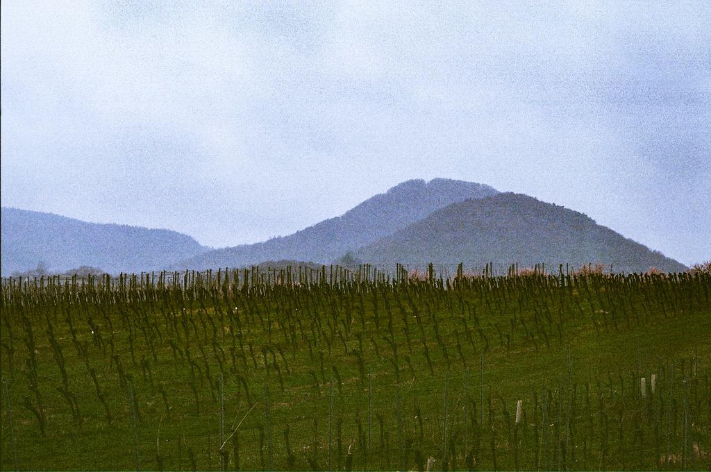 Frühlingsanfang in der Südpfalz