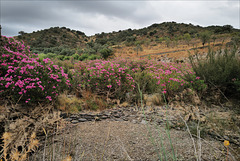 Nerium oleander, Moinho do Alferes, Ribeira do Vascão