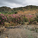 Nerium oleander, Moinho do Alferes, Ribeira do Vascão