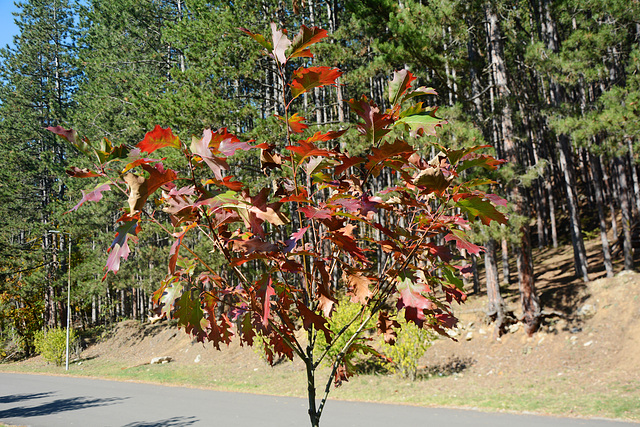Bulgaria, Autumn 2024, Young Oak with Red Leaves Bulgaria, Autumn 2024, Young Oak with Red Leaves
