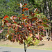 Bulgaria, Autumn 2024, Young Oak with Red Leaves