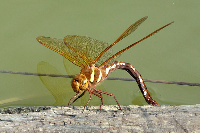 Brown Hawker f ovipositing (Aeshna grandis) 02