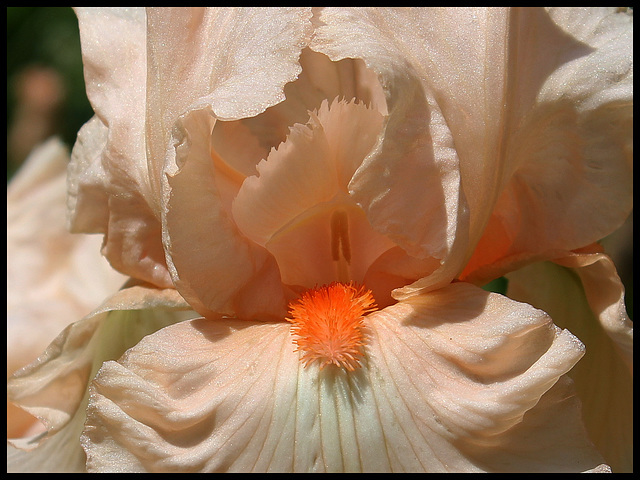 Libellule rose (4)