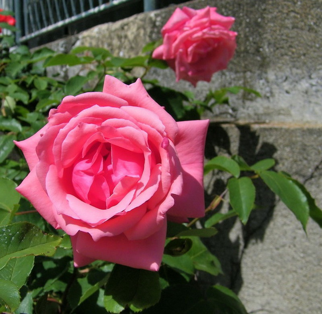 Une rose pour tous !