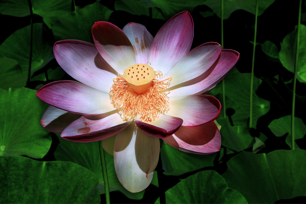 Fleur de lotus