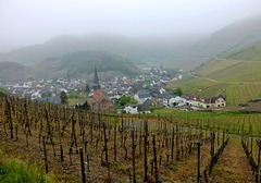 DE - Mayschoß - Misty morning in the vineyards