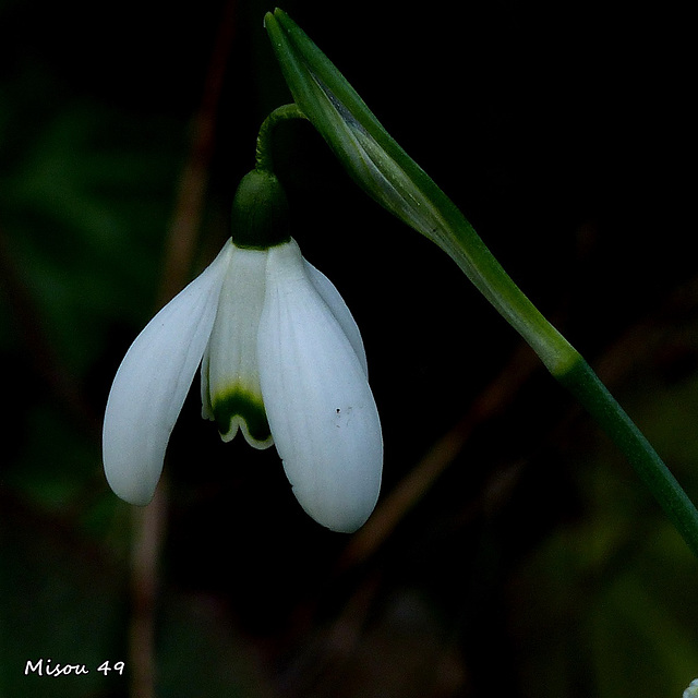 MON JARDIN