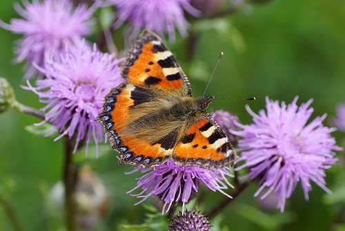 Kleiner Fuchs auf Distelblüte