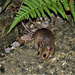 Wood Mouse in the garden.