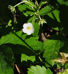 Strawberry Plant