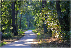 Forest path Especially for Pam