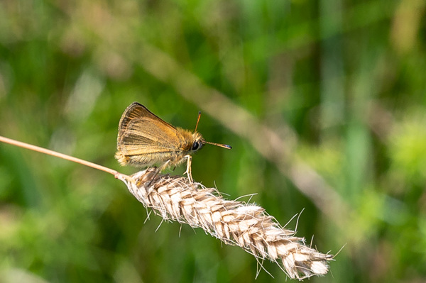 Essex Skipper-DSZ4651