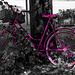 Bicycles in Hasselfelde: 3 - Purple