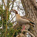 Egyptian goose in a tree