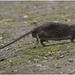 IMG 9523 Rat