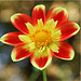 Herbstblumen blühen