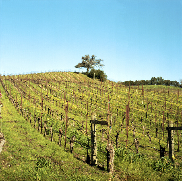 Hillside Vineyard in Winter