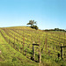 Hillside Vineyard in Winter