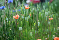 Poppy