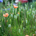 Poppy